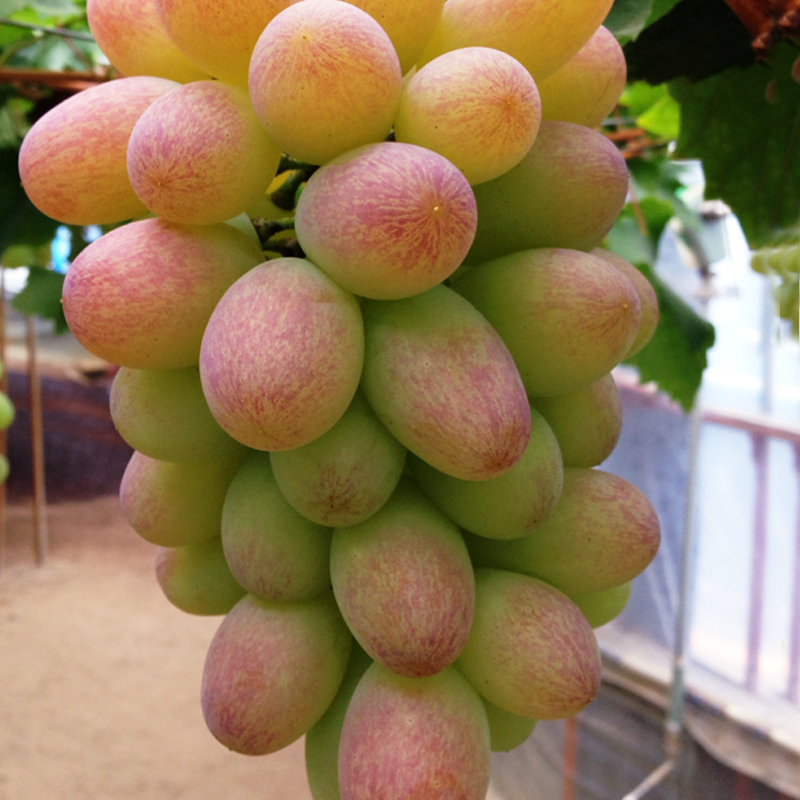 マスカットデュークアモーレ