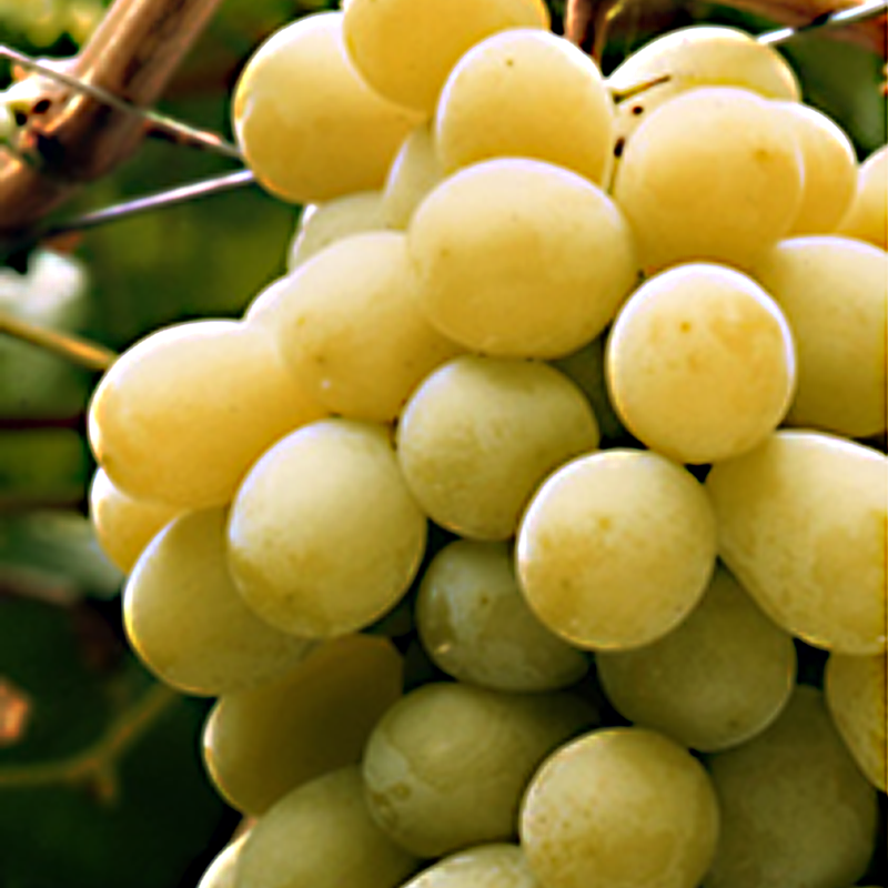 備前ゴールドぶどう