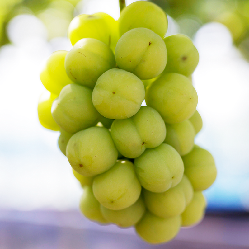 瀬戸ジャイアンツ